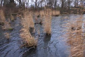 Eichholz Dezember 2011